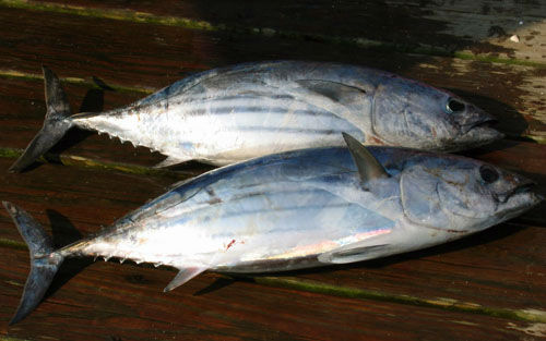 palamut