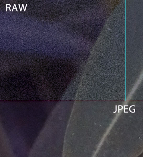 raw vs jpeg