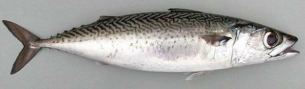 Kolyoz Balığı