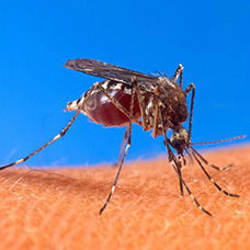 Sivrisineklerden Korunmak için Yapılabilecekler