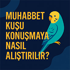 Muhabbet Kuşu Konuşmaya Nasıl Alıştırılır?