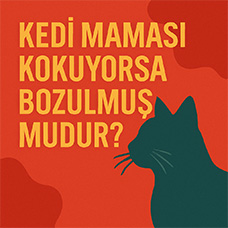 Kedi Maması Kokuyorsa Bozulmuş mudur?