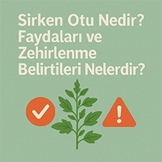 Sirken Otu Nedir? Faydaları ve Zehirlenme Belirtileri Nelerdir?
