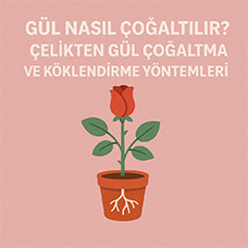 Gül Nasıl Çoğaltılır? Çelikten Gül Çoğaltma ve Köklendirme Yöntemleri