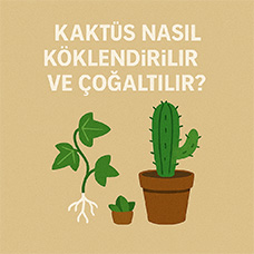 Kaktüs Nasıl Köklendirilir ve Çoğaltılır? (Detaylı Rehber)