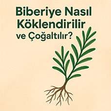 Biberiye Nasıl Köklendirilir ve Çoğaltılır?