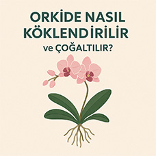 Orkide Nasıl Köklendirilir ve Çoğaltılır?