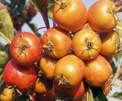 Alıç