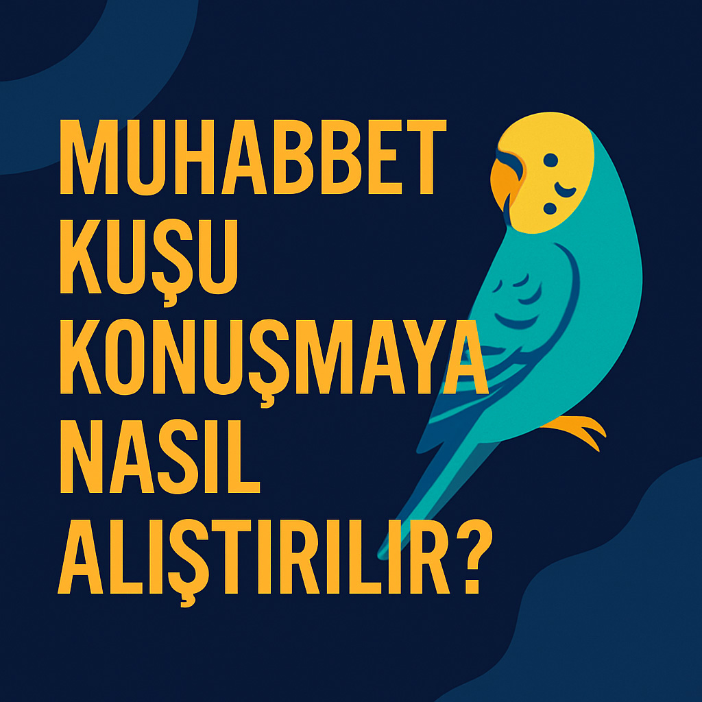Muhabbet Kuşu Konuşmaya Nasıl Alıştırılır?