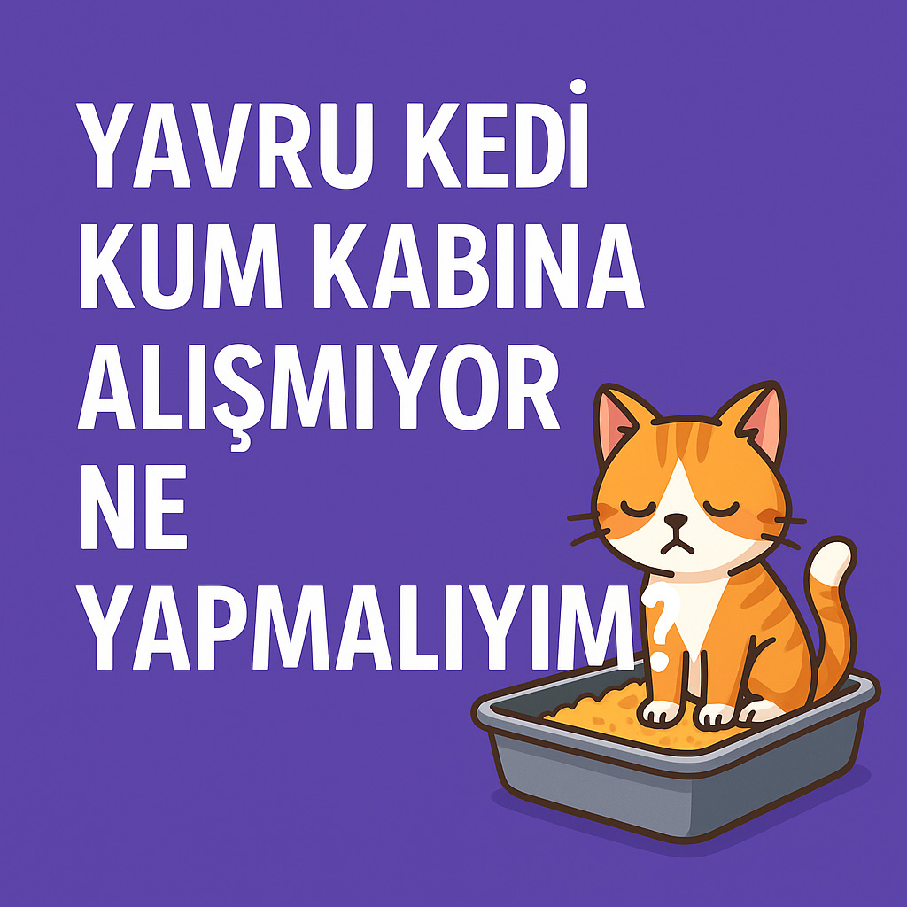 Yavru Kedi Kum Kabına Alışmıyor Ne Yapmalıyım?
