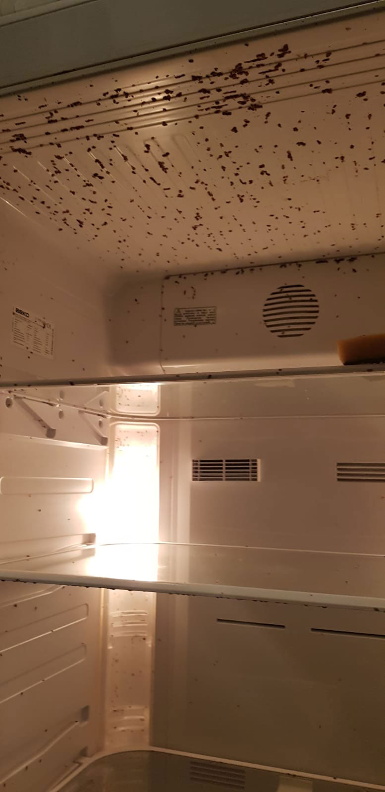 buzdolabı böceklenme