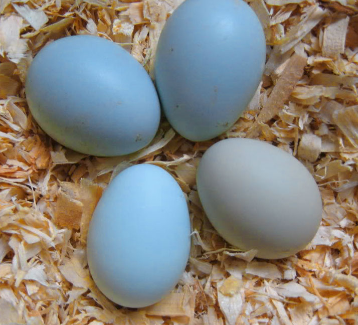 mavi tavuk yumurtası