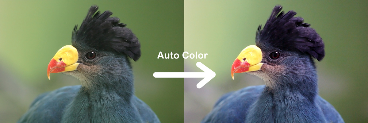 photoshop auto color before after