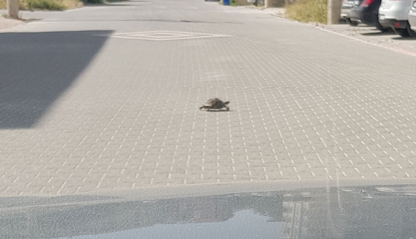 yolda yürüyen kaplumbağa